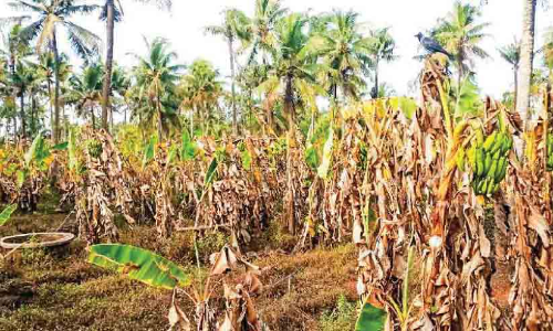കൃഷി നാശം: നഷ്ടപരിഹാരം കിട്ടിയില്ലെന്ന്​ ആക്ഷേപം