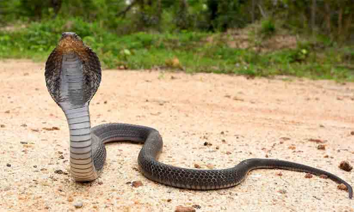 വീ​ട്ടി​ൽ ഉ​റ​ങ്ങി​ക്കി​ട​ന്ന മൂ​ന്നു​പേ​ർ​ക്ക് പാ​മ്പു​ക​ടി​യേ​റ്റു