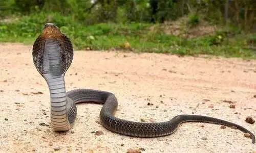 വീ​ട്ടി​ൽ ഉ​റ​ങ്ങി​ക്കി​ട​ന്ന മൂ​ന്നു​പേ​ർ​ക്ക് പാ​മ്പു​ക​ടി​യേ​റ്റു