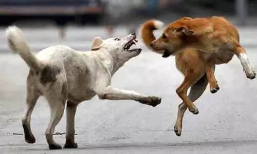 നാല് വയസ്സുകാരനെ തെരുവുനായ് ആക്രമിച്ചു