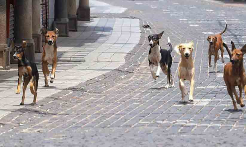 ഗ്രാമങ്ങളിൽ തെരുവുനായ്ക്കളുടെ വിളയാട്ടം