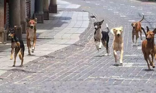 ഗ്രാമങ്ങളിൽ തെരുവുനായ്ക്കളുടെ വിളയാട്ടം