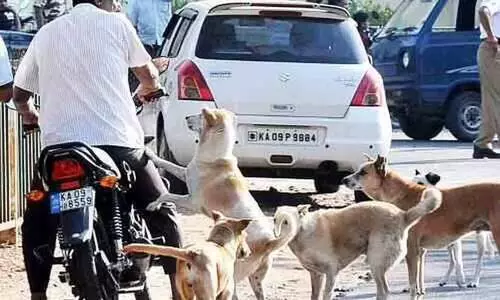 street dogs fear in Chavara