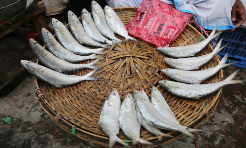 hilsa fish