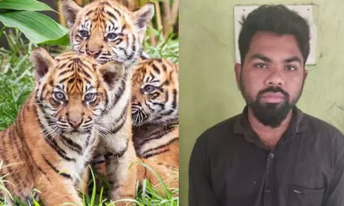 കടുവക്കുട്ടിയൊന്നിന് 25 ലക്ഷം മാത്രം; പുത്തൻ തട്ടിപ്പ് പൊളിച്ചടുക്കി വനംവകുപ്പ്