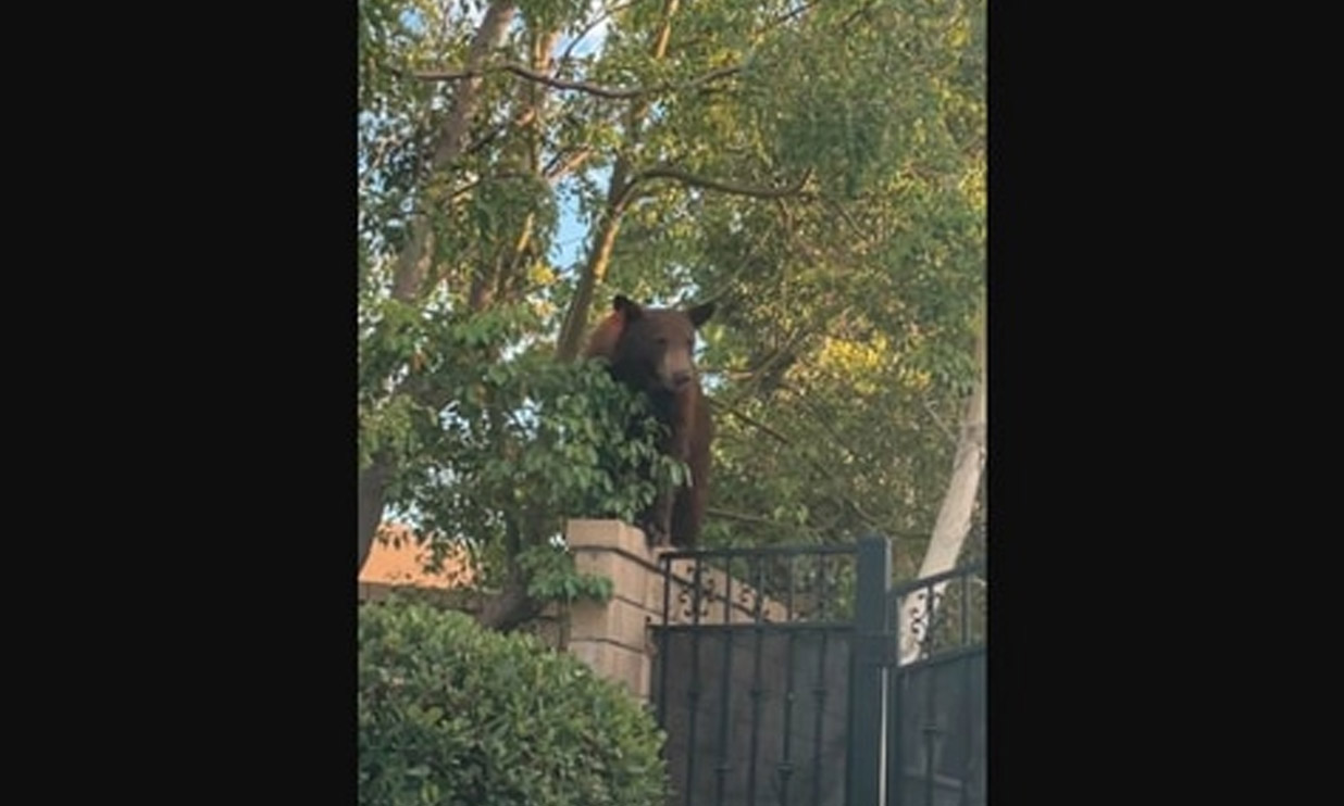 കേക്ക് കഴിച്ചും പൂളിൽ കുളിച്ചും കരടിയുടെ സുഖവാസം; ഭയന്നുവിറച്ച് വീട്ടുകാർ