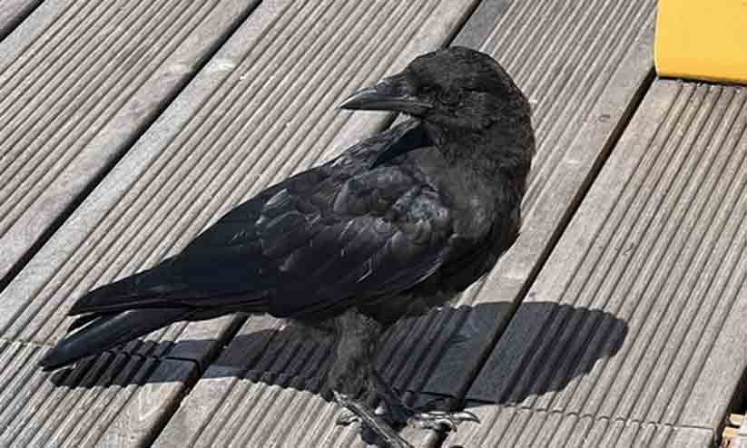 crow