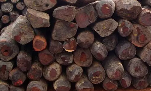 മുട്ടിൽ മരംമുറി: മരങ്ങൾ കണ്ടു കെട്ടുന്നത് റദ്ദാക്കിയതിന് പിറകിൽ ഉന്നത ഗൂഢാലോചനയെന്ന്