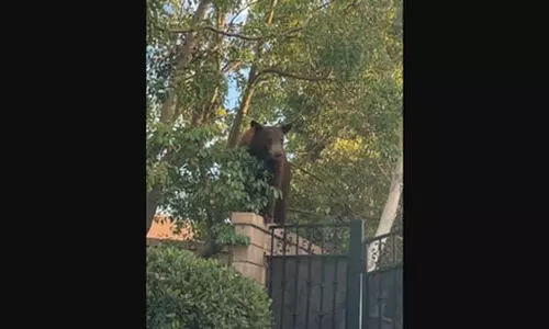 കേക്ക് കഴിച്ചും പൂളിൽ കുളിച്ചും കരടിയുടെ സുഖവാസം; ഭയന്നുവിറച്ച് വീട്ടുകാർ