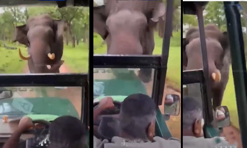 ചിന്നം വിളിച്ച് പാഞ്ഞടുക്കുന്ന കാട്ടാന, ശാന്തനായി വാഹനം പിന്നോട്ടോടിക്കുന്ന ഡ്രൈവർ; ശ്വാസമടക്കിപ്പിടിക്കാതെ കാണാനാകില്ലിത്