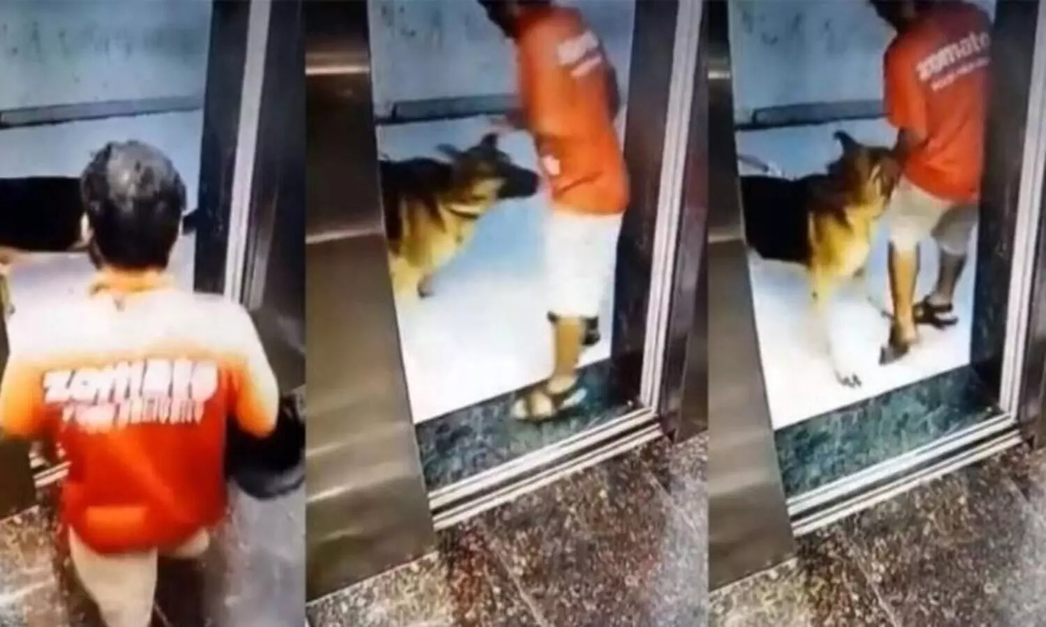 Pet Dog Attacks And Bites Zomato Delivery Executive