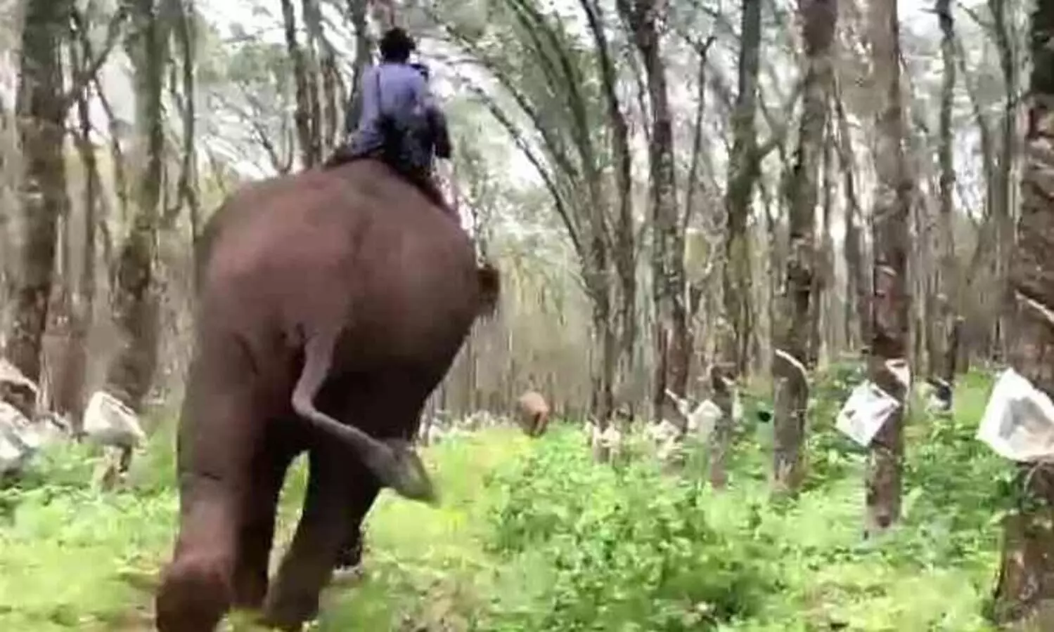 കുങ്കികള്‍ പുലികളായി: കണ്ടംവഴി ഓടി കാട്ടാനക്കൂട്ടം