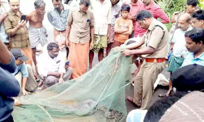 python is caught in a fishing net