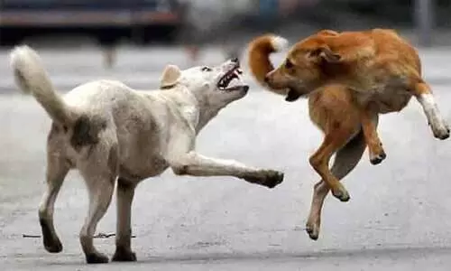 starry dogs in thrisur