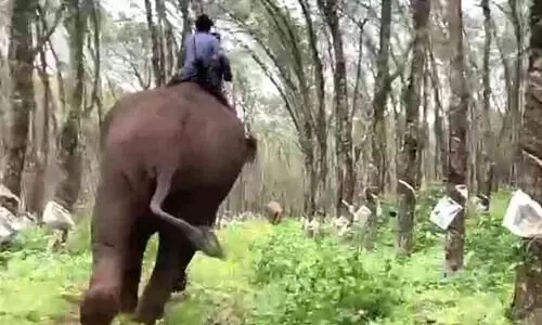 കുങ്കികള്‍ പുലികളായി: കണ്ടംവഴി ഓടി കാട്ടാനക്കൂട്ടം