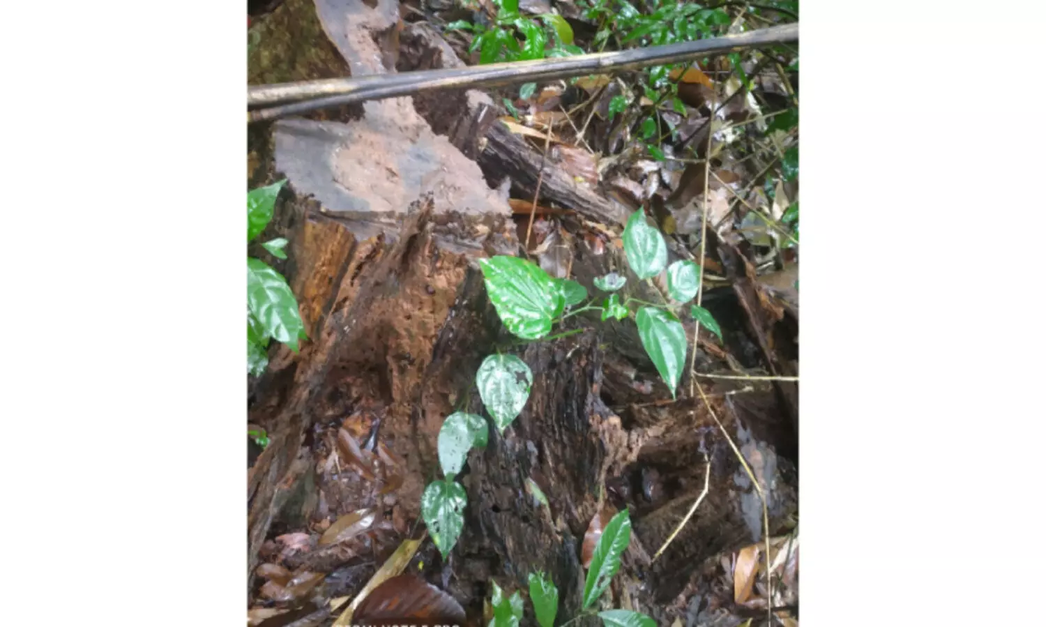 വാളറ ഫോറസ്റ്റ് സ്‌റ്റേഷൻ റിസര്‍വ് വനത്തില്‍ കോടികളുടെ മരം കൊള്ള