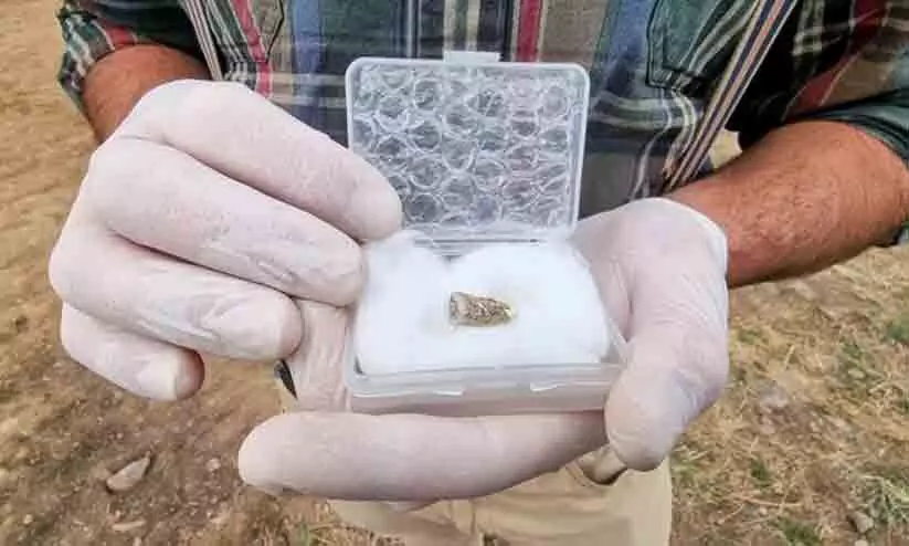 1.8 million year old human tooth