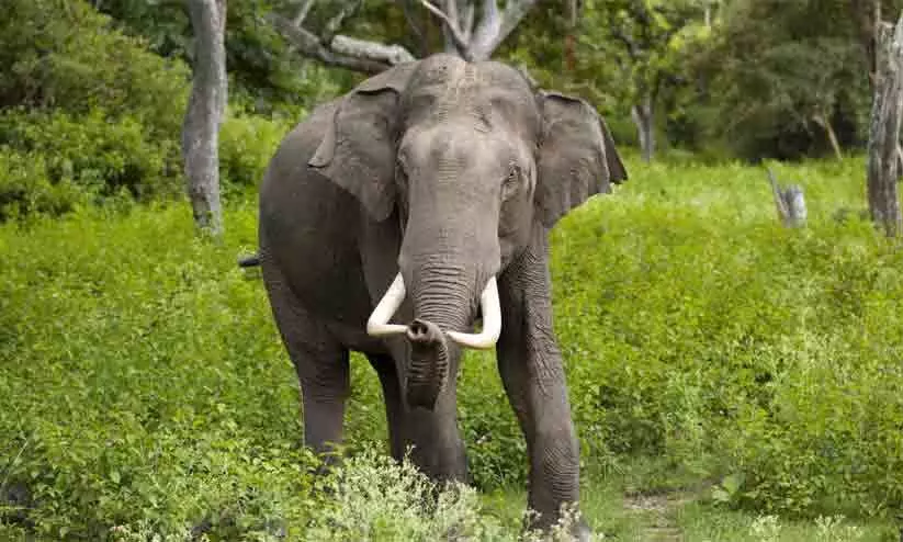 കാട്ടാനകളെ തടയൽ; കർണാടക അതിർത്തിയിലെ സൗരോർജ തൂക്കുവേലി നവംബറോടെ പൂർത്തിയാകും കാട്ടാനകളെ തടയൽ; കർണാടക അതിർത്തിയിലെ സൗരോർജ തൂക്കുവേലി നവംബറോടെ പൂർത്തിയാകും