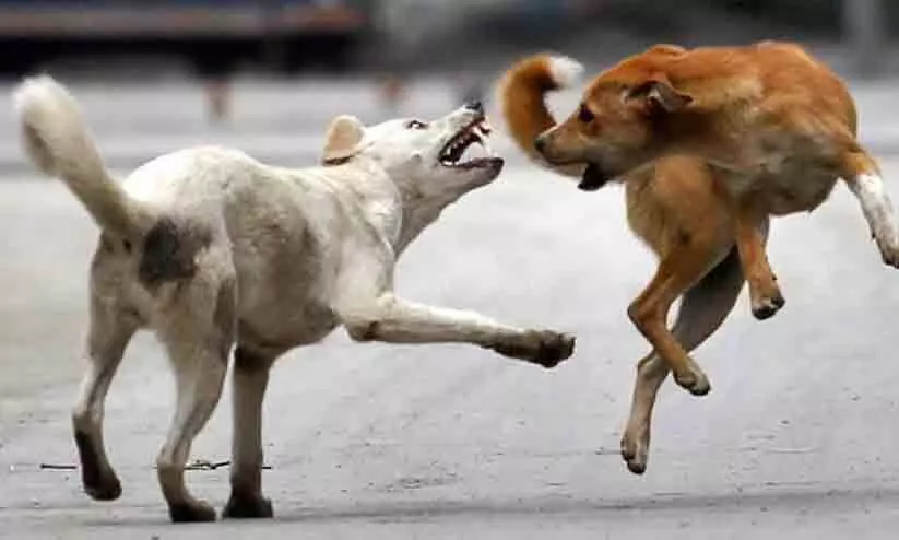 ക​ല്ല​റ​യി​ൽ പ​ശു ച​ത്തു; പേ​വി​ഷ ബാ​ധ​യെ​ന്ന് സം​ശ​യം