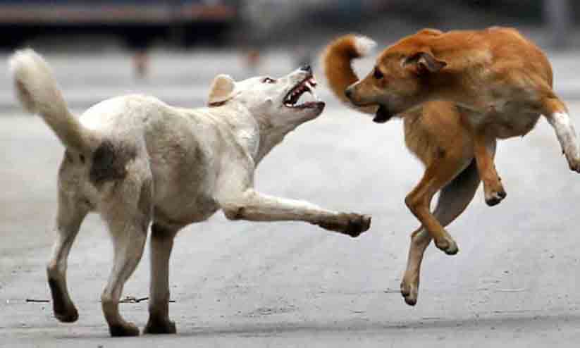 ഗ്രാമീണമേഖലയില് തെരുവുനായ് ശല്യം രൂക്ഷം ഗ്രാമീണമേഖലയില് തെരുവുനായ് ശല്യം രൂക്ഷം