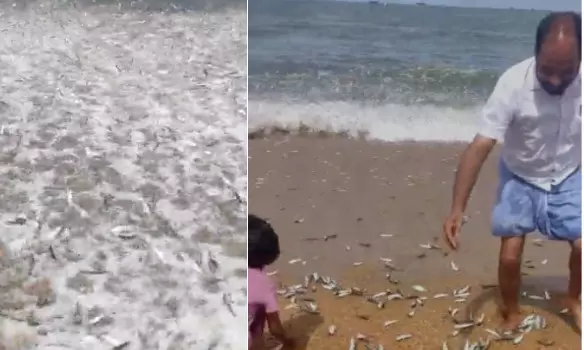 തിരയോടൊപ്പം പിടക്കുന്ന മത്തി; പിടിച്ച് കവറിലാക്കി നാട്ടുകാർ തിരയോടൊപ്പം പിടക്കുന്ന മത്തി; പിടിച്ച് കവറിലാക്കി നാട്ടുകാർ