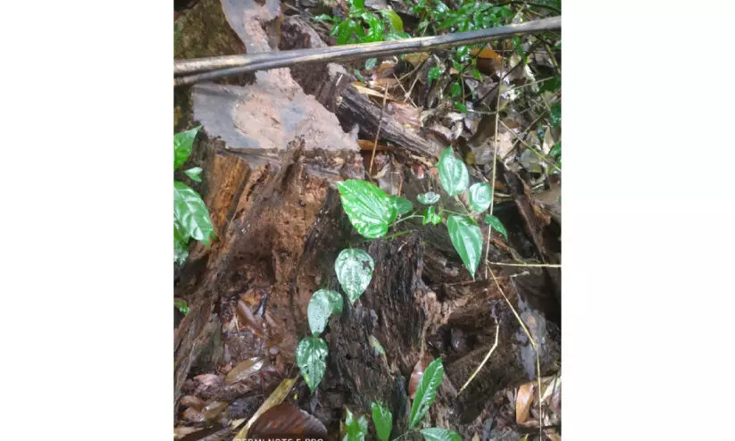 വാളറ ഫോറസ്റ്റ് സ്‌റ്റേഷൻ റിസര്‍വ് വനത്തില്‍ കോടികളുടെ മരം കൊള്ള