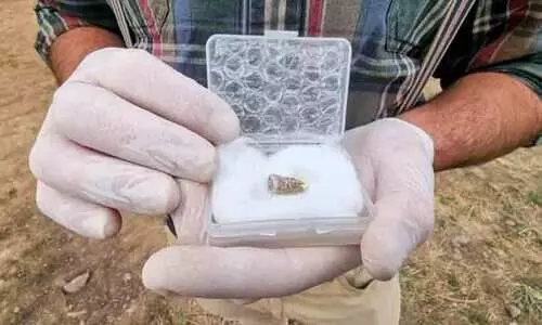 1.8 million year old human tooth