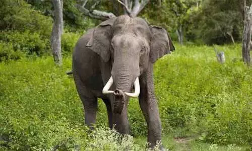 കാട്ടാനകളെ തടയൽ; കർണാടക അതിർത്തിയിലെ സൗരോർജ തൂക്കുവേലി നവംബറോടെ പൂർത്തിയാകും കാട്ടാനകളെ തടയൽ; കർണാടക അതിർത്തിയിലെ സൗരോർജ തൂക്കുവേലി നവംബറോടെ പൂർത്തിയാകും