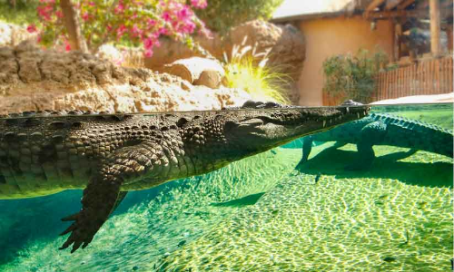 വന്യജീവി സംരക്ഷണത്തിന് ലോകോത്തര സാങ്കേതിക വിദ്യ വന്യജീവി സംരക്ഷണത്തിന് ലോകോത്തര സാങ്കേതിക വിദ്യ