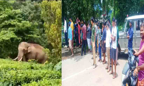 ആ​റ​ള​ത്ത് ജ​ന​വാ​സ മേ​ഖ​ല​യി​ൽ കാ​ട്ടാ​ന​ക​ൾ