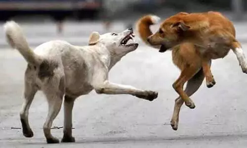 ക​ല്ല​റ​യി​ൽ പ​ശു ച​ത്തു; പേ​വി​ഷ ബാ​ധ​യെ​ന്ന് സം​ശ​യം