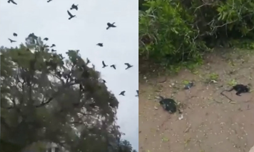 മരങ്ങള്‍ മുറിച്ചപ്പോൾ പക്ഷികൾ ചത്ത സംഭവം: പ്രതികൾ ഇതര സംസ്ഥാന തൊഴിലാളികൾ