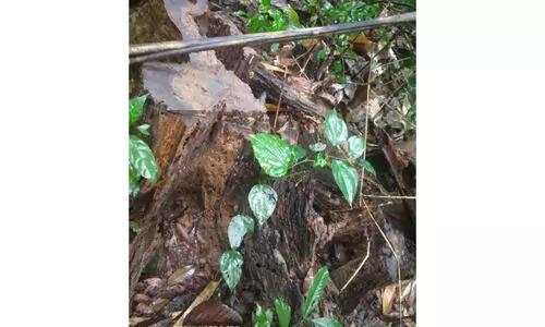 വാളറ ഫോറസ്റ്റ് സ്‌റ്റേഷൻ റിസര്‍വ് വനത്തില്‍ കോടികളുടെ മരം കൊള്ള