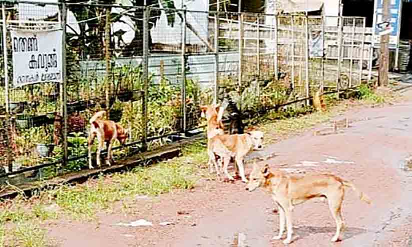 തെരുവുനായ്ക്കളെക്കൊണ്ട് പൊറുതിമുട്ടി ജനം തെരുവുനായ്ക്കളെക്കൊണ്ട് പൊറുതിമുട്ടി ജനം