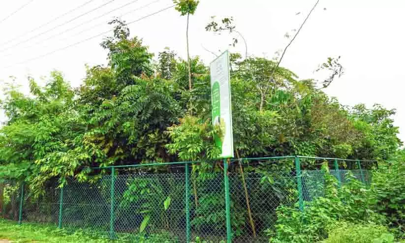 മാനാഞ്ചിറയെ കുളിരണിയിച്ച്​ കൊച്ചു വനം ഒരുങ്ങും