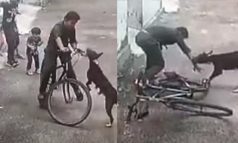 വിദ്യാർഥിക്ക് നേരെ തെരുവുനായയുടെ ക്രൂരമായ ആക്രമണം; ദൃശ്യങ്ങൾ പുറത്ത്