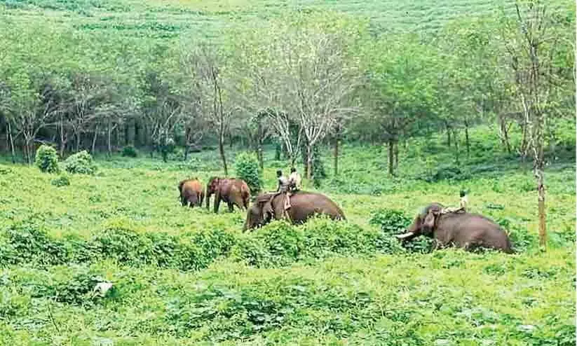 പാലപ്പിള്ളിയില്‍ വീണ്ടും കാട്ടാനയിറങ്ങി; തുരത്തി കുങ്കികള്‍