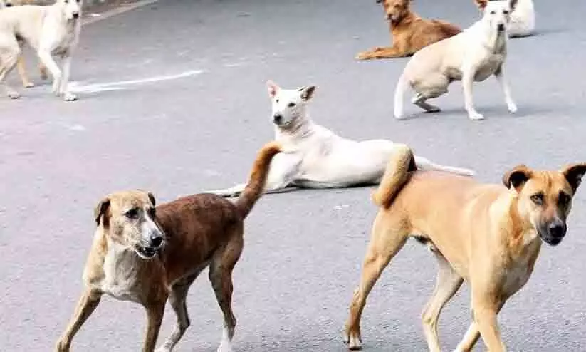 തെരുവുനായ് ശല്യം രൂക്ഷം; വാക്സിൻ തേടിയെത്തുന്നത് നിരവധിപേർ തെരുവുനായ് ശല്യം രൂക്ഷം; വാക്സിൻ തേടിയെത്തുന്നത് നിരവധിപേർ