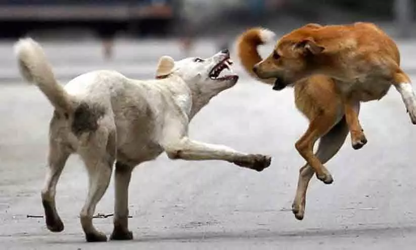 Stray dog ​​attacks