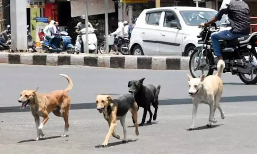 stray dog -0898756 stray dog -0898756