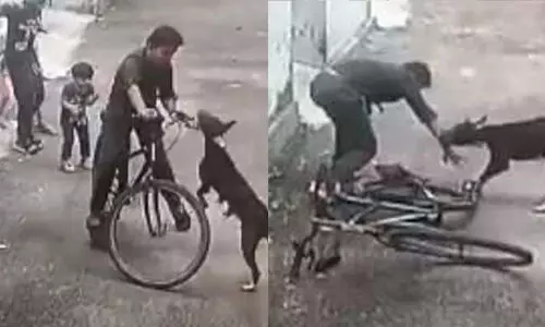 വിദ്യാർഥിക്ക് നേരെ തെരുവുനായയുടെ ക്രൂരമായ ആക്രമണം; ദൃശ്യങ്ങൾ പുറത്ത്