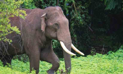 elephant