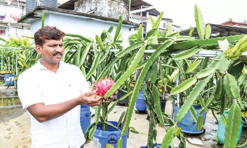 അമേരിക്കൻ ബ്യൂട്ടി... ​ബ്ലാക്ക്​ ആഫ്രിക്കൻ​...  ഇ​വ​രെ​ല്ലാം നാ​ട്ടി​ലെ​ത്തി