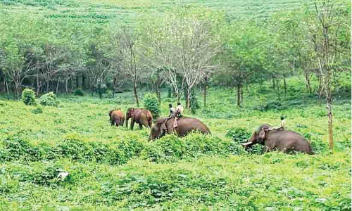 പാലപ്പിള്ളിയില്‍ വീണ്ടും കാട്ടാനയിറങ്ങി; തുരത്തി കുങ്കികള്‍