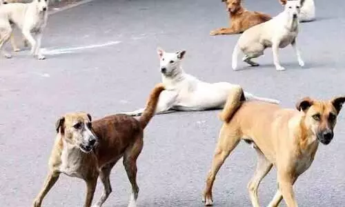 തെരുവുനായ്​ ശല്യം; പ്രതിരോധ നടപടി വൈകുന്നു