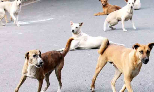 തെരുവുനായ്​ ശല്യം രൂക്ഷം; വാക്സിൻ തേടിയെത്തുന്നത് നിരവധിപേർ