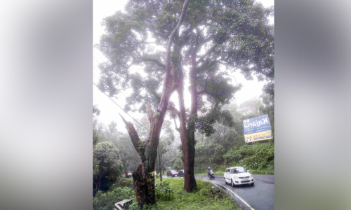 ദേശീയപാതവക്കിലെ ഉണക്കമരം ഭീഷണി