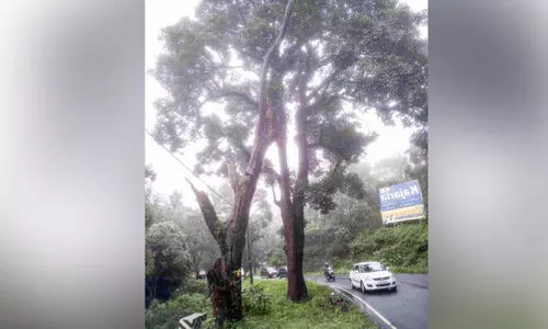 ദേശീയപാതവക്കിലെ ഉണക്കമരം ഭീഷണി