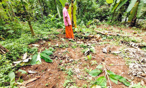 മല്ലപ്പള്ളി താലൂക്കിൽ കാട്ടുപന്നികൾ വിലസുന്നു