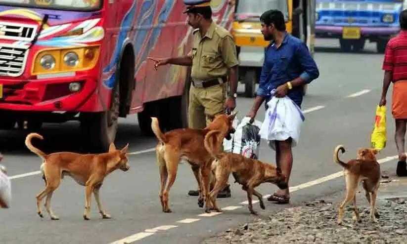 street dog Corporation street dog Corporation